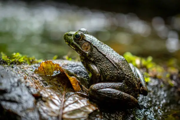 Frog on a rock