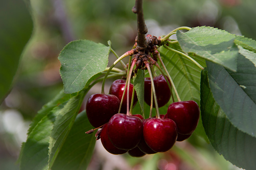 Group of Sweet Cherries - hanging on branch