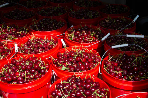 istock Fresh Picked Sweet Cherries in Red Buckets 1406959505