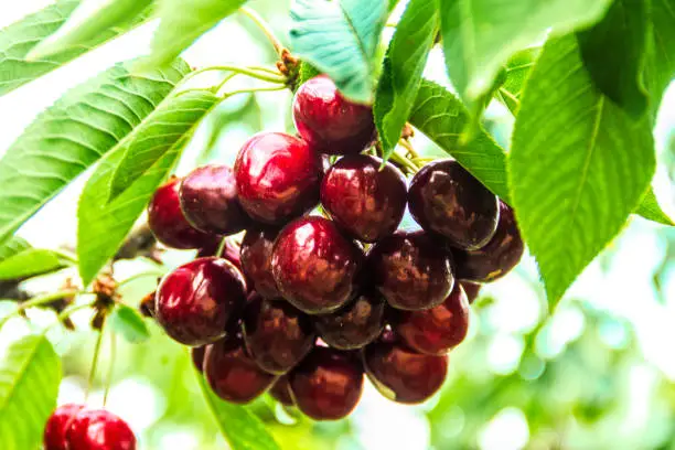 Photo of Large Cluster of Sweet Cherries
