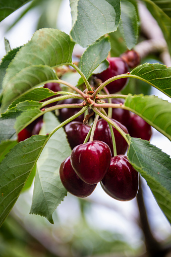 Red ripe berries of sweet cherry on a branch in a summer garden on blurred background of green leaves, close up. Selective focus