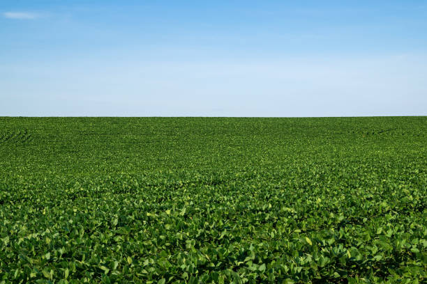 istock Rolling hillside of soybeans on a sunny late afternoon summer day. 1406961236