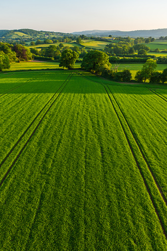 Farm Field Crop in Late Day Sun in Collingwood, ON, Canada