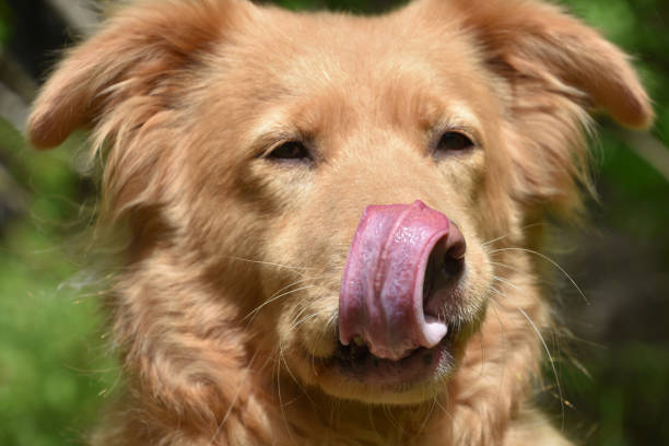 istock Very Cute Duck Tolling Retriever 1406961946
