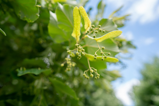 Close view of flowers of linden tree