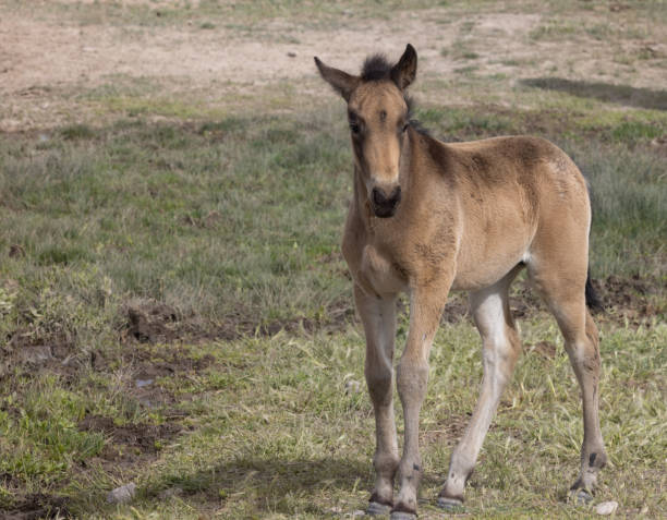 istock Cute Wild Horse Foal in Utah 1406962170