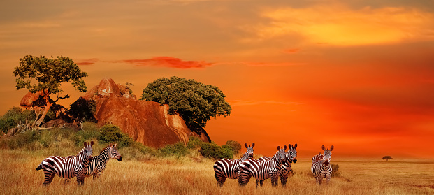 Cebras en la sabana africana al atardecer. Parque Nacional del Serengeti. Tanzania. África. Formato de banner. photo