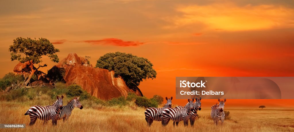 Zebras in the African savanna at sunset. Serengeti National Park. Tanzania. Africa. Banner format. Africa Stock Photo