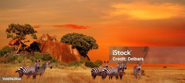 Zebras In The African Savanna At Sunset Serengeti National Park Tanzania Africa Banner Format Stock Photo - Download Image Now