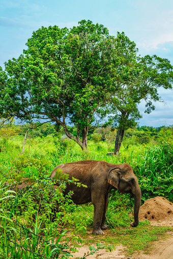 Wild asian elephant, Central Province, Sri Lanka