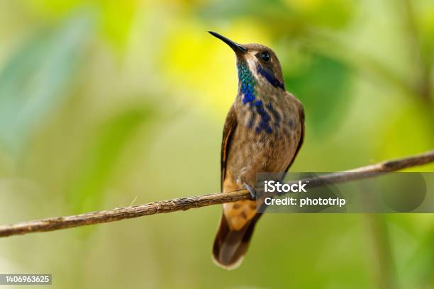 Brown Violetear Colibri Delphinae Large Hummingbird Bird Breeds At Middle Elevations In The Mountains In Central America Western And Northern South America Trinidad And In Brazilian State Bahia Stock Photo - Download Image Now
