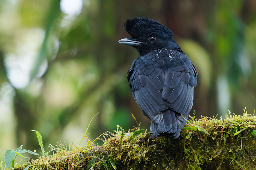 Long-wattled Umbrellabird - Cephalopterus penduliger, Cotingidae, Spanish names include pajaro bolson, pajaro toro, dungali and vaca del monte, rare black bird, resides in humid to wet forest.