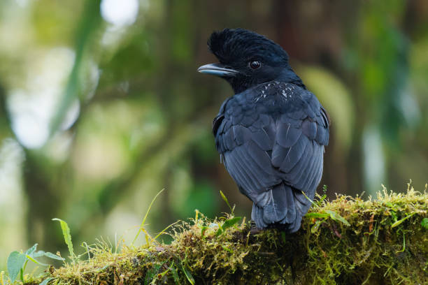 Umbrellabird Stock Photos, Pictures & Royalty-Free Images - iStock Umbrellabird Stock Photos, Pictures & Royalty-Free Images - iStock