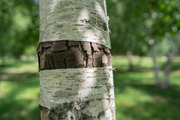 istock Trunk of a birch on the nature 1406963941