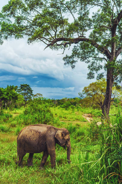 Wild asian elephant, Central Province, Sri Lanka