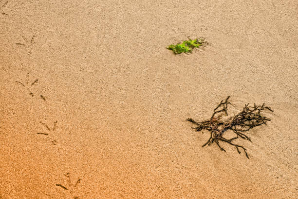 Texture of sand on the beach after low tide