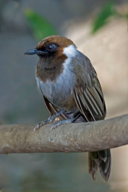 istock Vertical of a White-necked Laughingthrush, Garrulax strepitans 1406966488