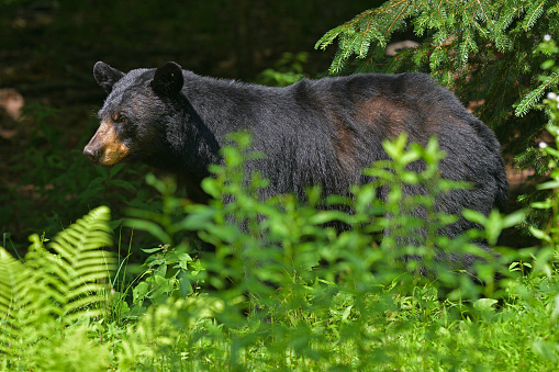Black bear in summer, taken in Connecticut's rural northwest hills, where most of the state's estimated 1,200 bears live. Judging from the thinning hair on the hind quarters, the bear is undergoing its summer molt. Photographed in July in a forest clearing.