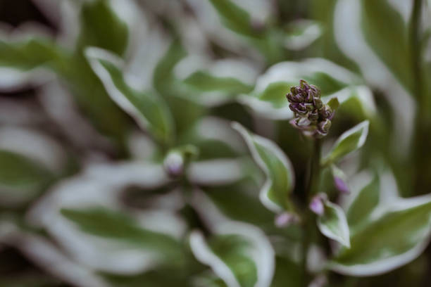Growing hosta flowers in the garden. Plant care.