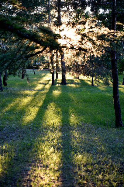 istock Sunny evening light in the park through tree branches and grass 1406968546