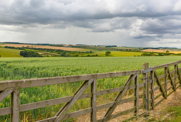 the yorkshire wolds in summer with double farm gates, colourful crops, pastures, forests and cloudy skies.  east yorkshire, uk. - agricultural activity yorkshire wheat field imagens e fotografias de stock