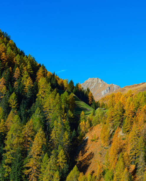 istock Forest mountain landscape Alps Austria 1406968815
