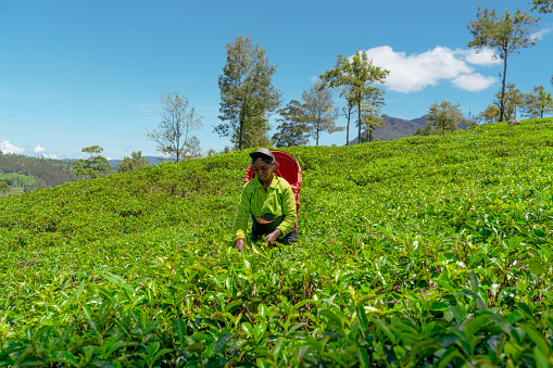 Local woman working on tea plantation at Sri Lanka