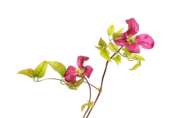 istock Clematis flowers and foliage 1406969053
