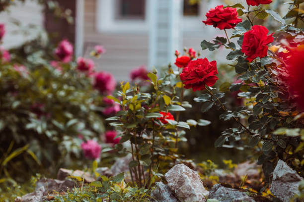 istock A red rose with raindrops at sunset. The background image is green-red. Natural, environmentally friendly natural background. A copy of the place for the text. 1406970205