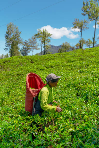 mulher local trabalhando em plantação de chá no sri lanka - chá colheita - fotografias e filmes do acervo