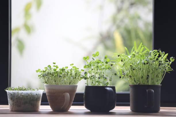 istock Kaiware tomiao and water spinach sprout growing in coffee cup indoor vegetable planting 1406971008