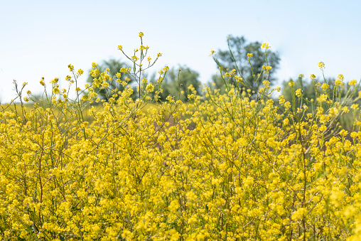 Bright yellow mustard flowers (Brassica sp.) growing during spring in the Central Valley of California.