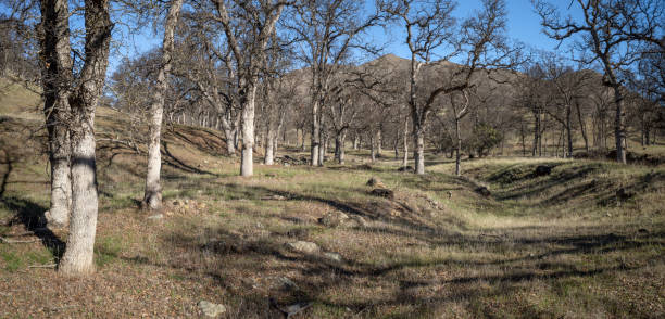Deciduous blue oaks (Quercus douglasii) on a hillside in California's Inner North Coast Range.