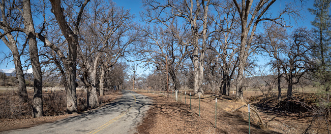 Winding country road with deciduous oak trees in California's Inner North Coast Range.
