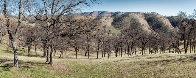 Deciduous blue oaks (Quercus douglasii) on a hillside in California's Inner North Coast Range.