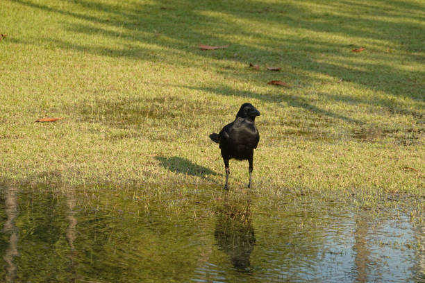 Little Black Crow in the park , drinking water from the tiny pond