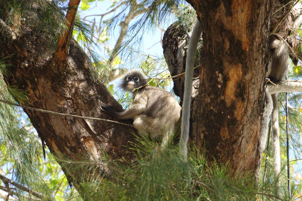 istock Slow lorises, Lorises sitting on the tree by the beach 1406974767