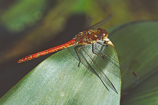male specimen of red-veined darter dragonfly, Sympetrum fonscolombii; Libellulidae