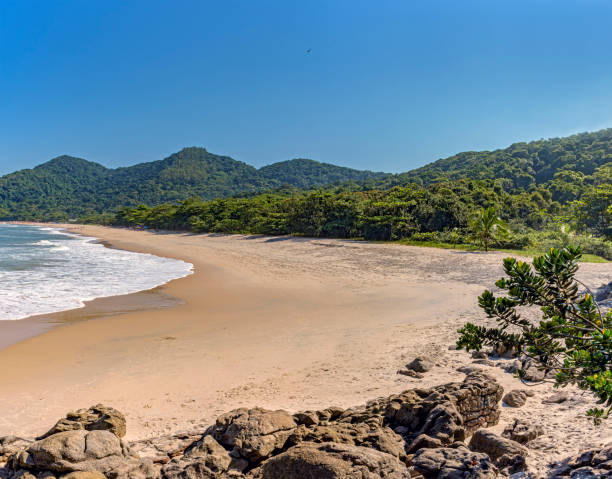 istock Beach surrounded by untouched forest and mountains 1406974925