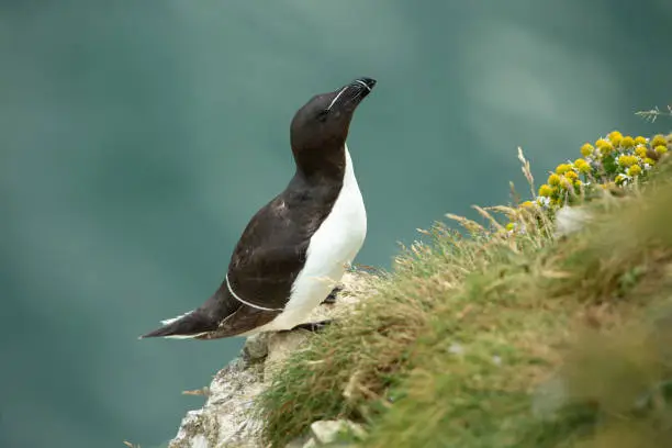 Razorbill in Summertime.  Scientific name: Alca torda.  Adult Razorbill perched on a rocky outcrop with head and beak raised at Bempton Cliffs, East Yorkshire, UK. Clean background. Copy Space.