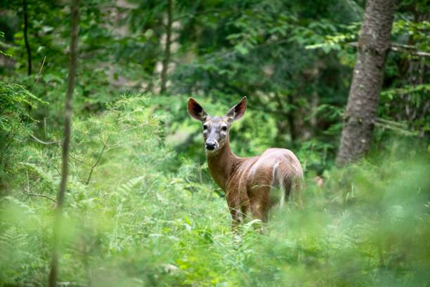 istock Female Doe in a Pasture 1406977308