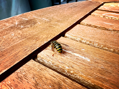 A wasp working. She nibbles off wood.