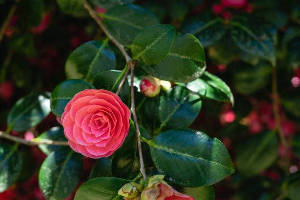 Camellia flower on plant with leaves background in nature. Copy space.