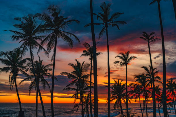 istock Palm trees at sunset on Mirissa 1406979197