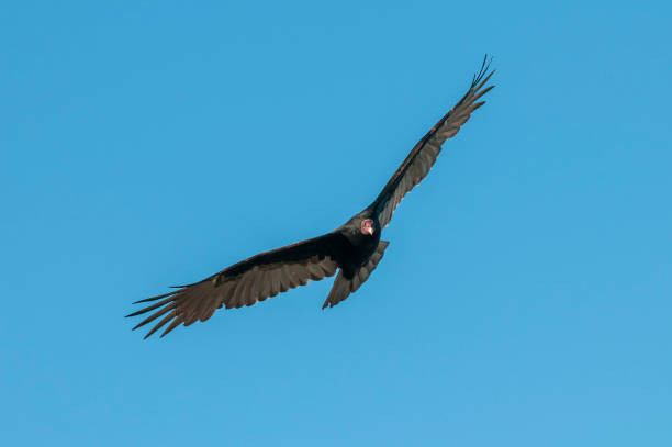istock Turkey Vulture, ,planning in flight, Patagonia, Argentina 1406979514