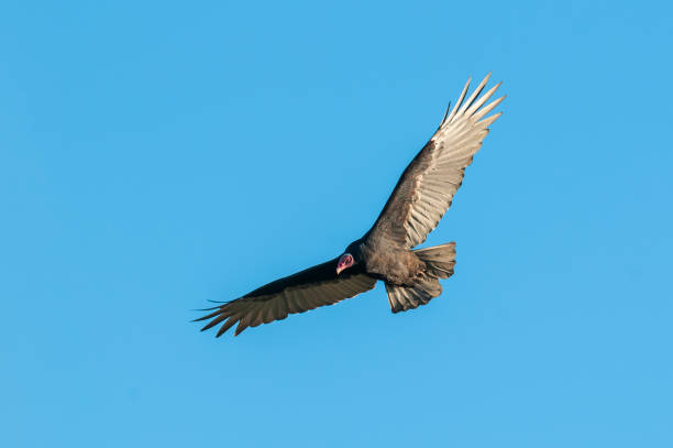 istock Turkey Vulture, ,planning in flight, Patagonia, Argentina 1406980331