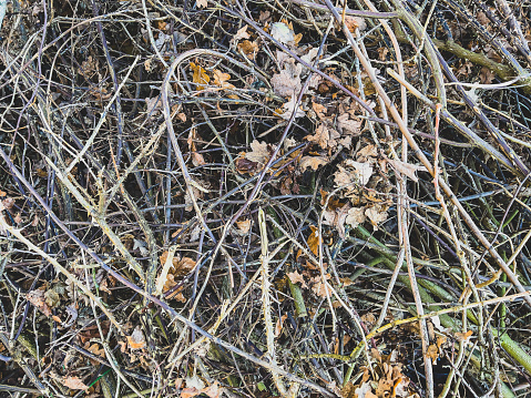 Old dry shrubs with spines.