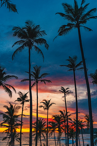 Palm trees at sunset on Mirissa, Southern Province, Sri Lanka