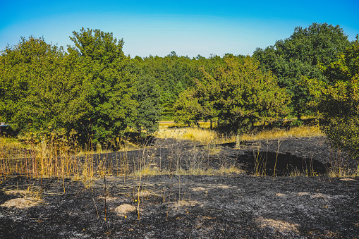 A burnt field with trees.