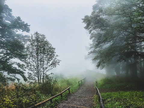 A path through the Black Forest in the fog.